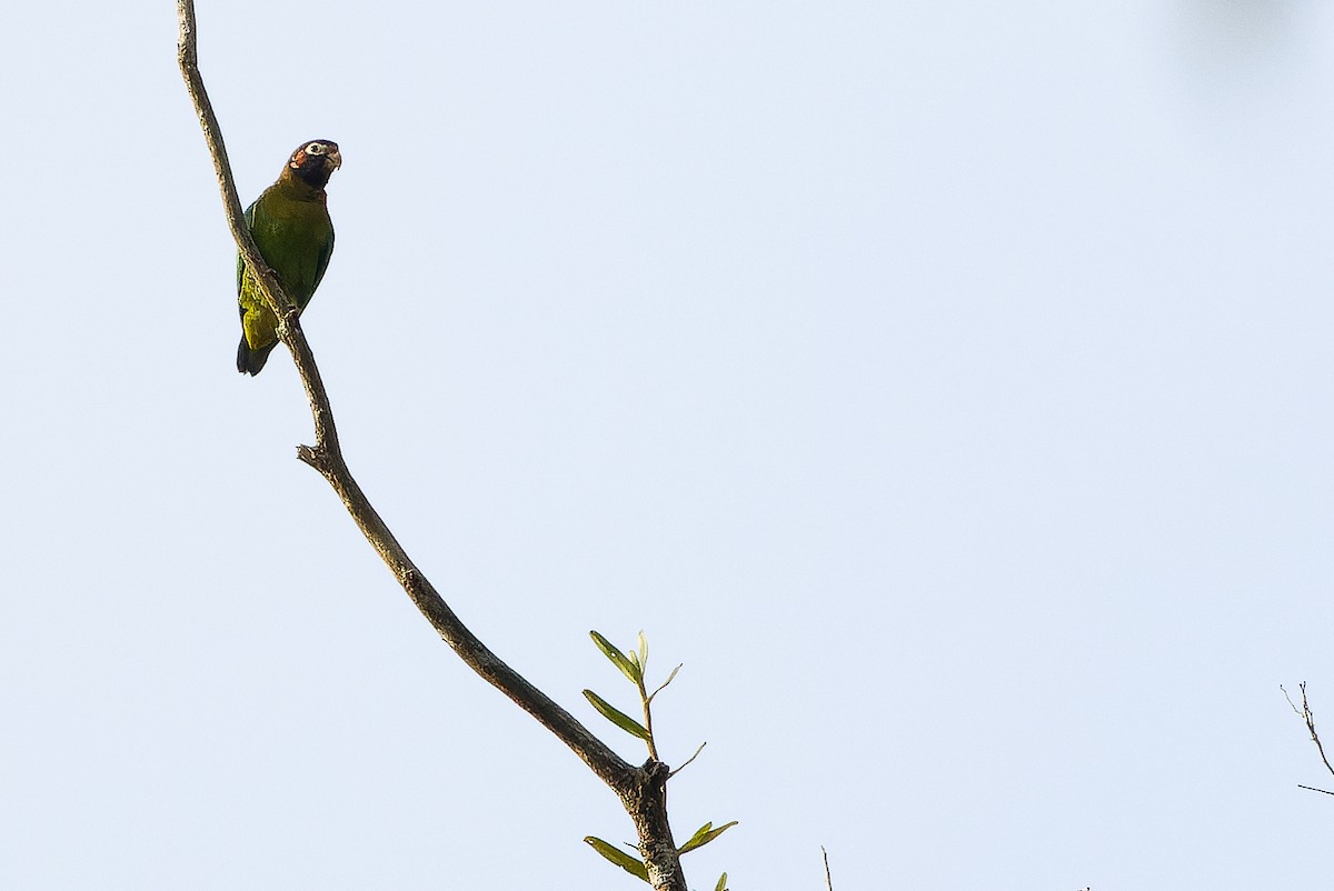 Brown-hooded Parrot - ML616228056