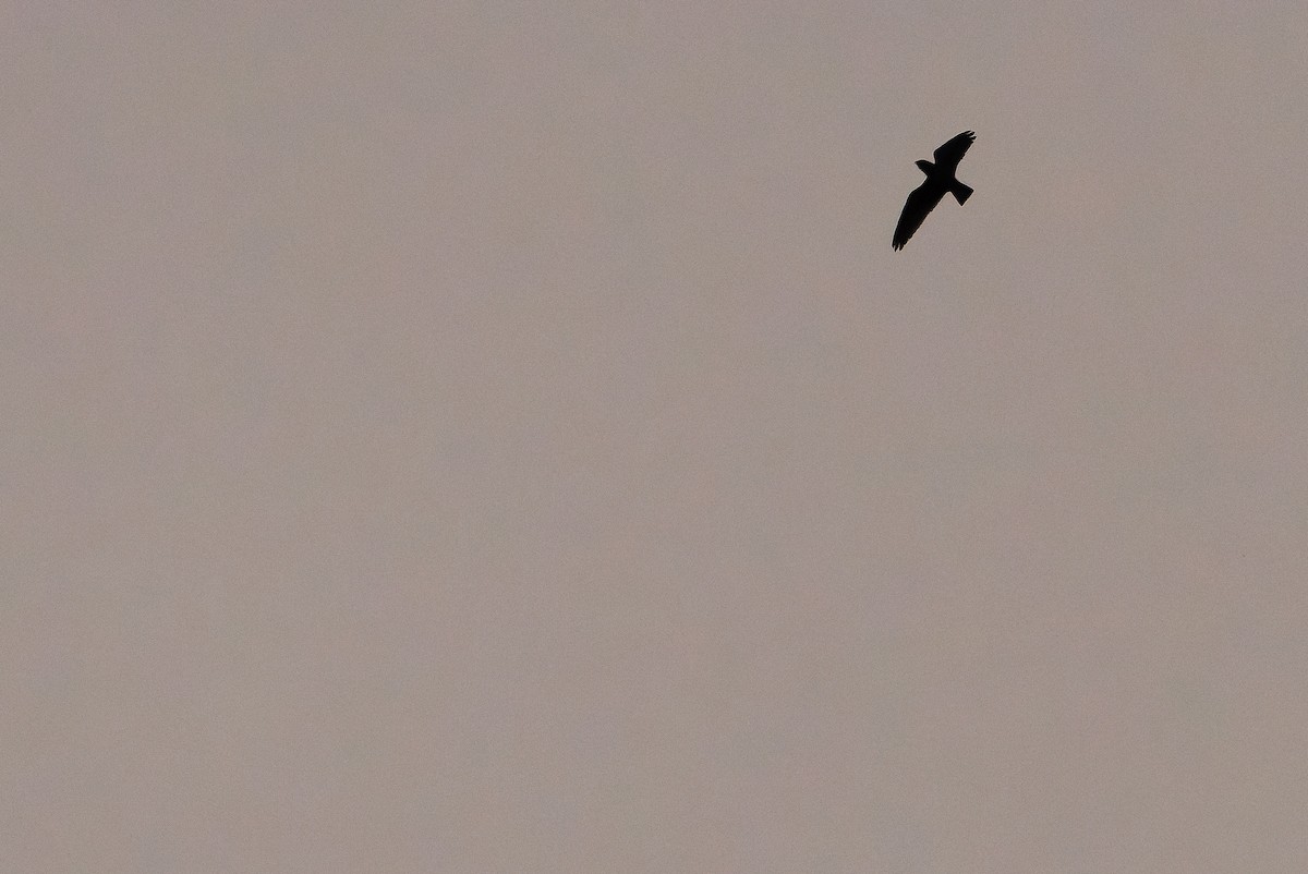 Short-tailed Nighthawk - ML616228166