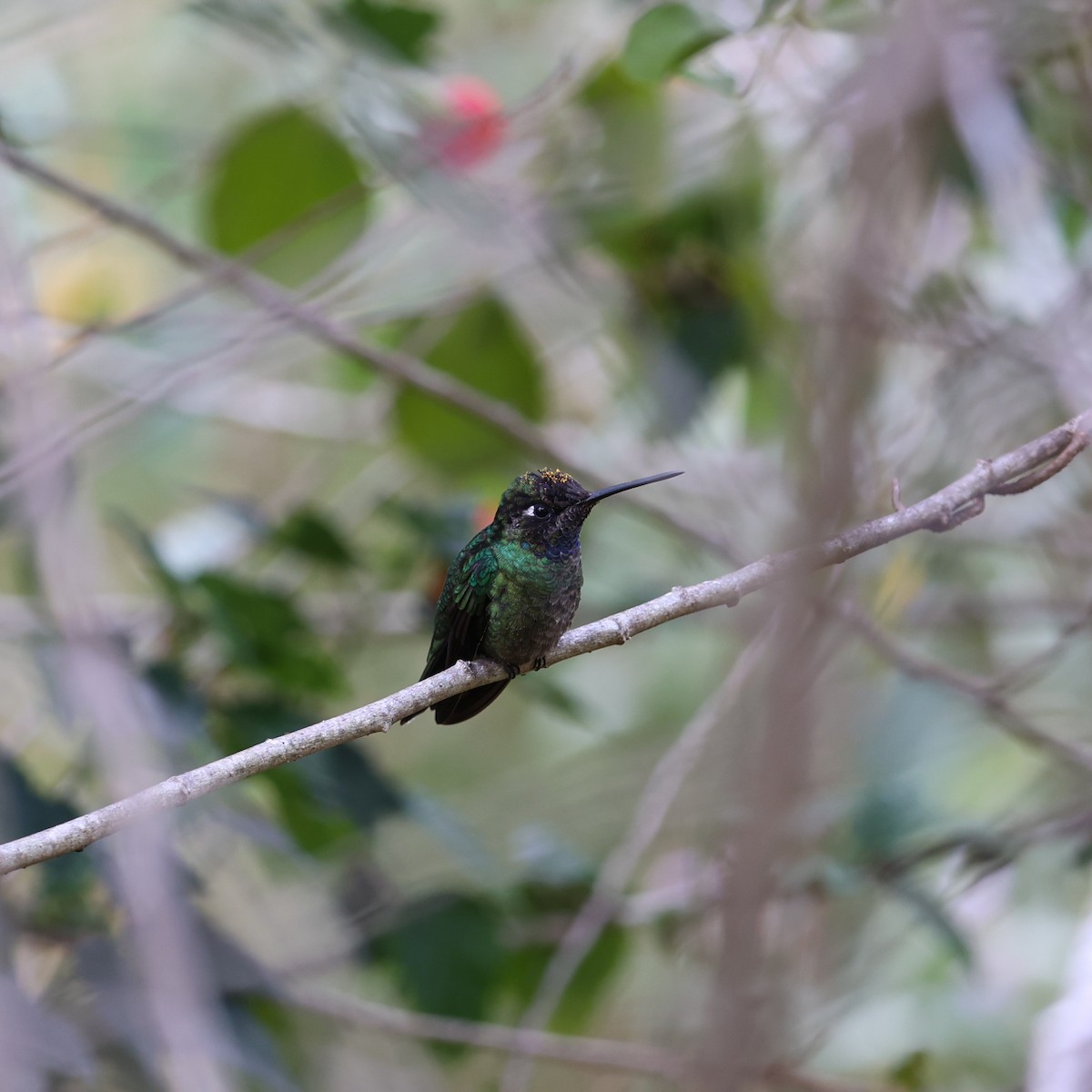Talamanca Hummingbird - ML616228277