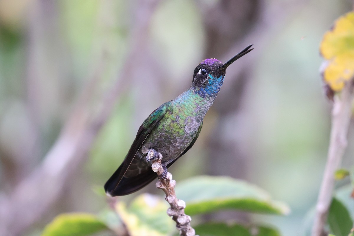 Talamanca Hummingbird - ML616228278