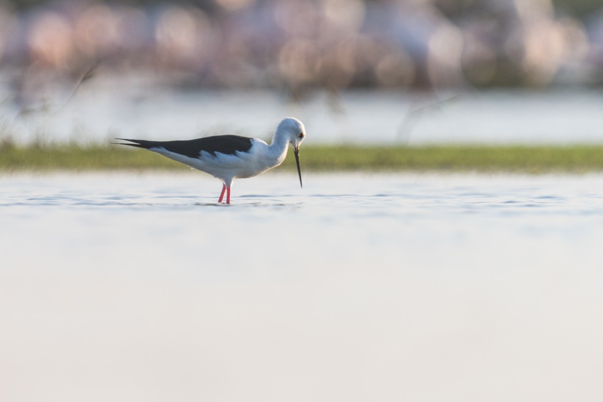 Black-winged Stilt - ML616228316