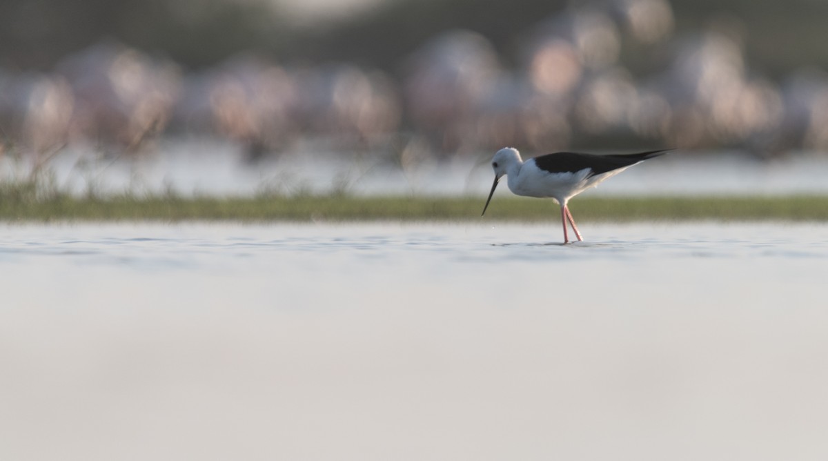 Black-winged Stilt - ML616228317