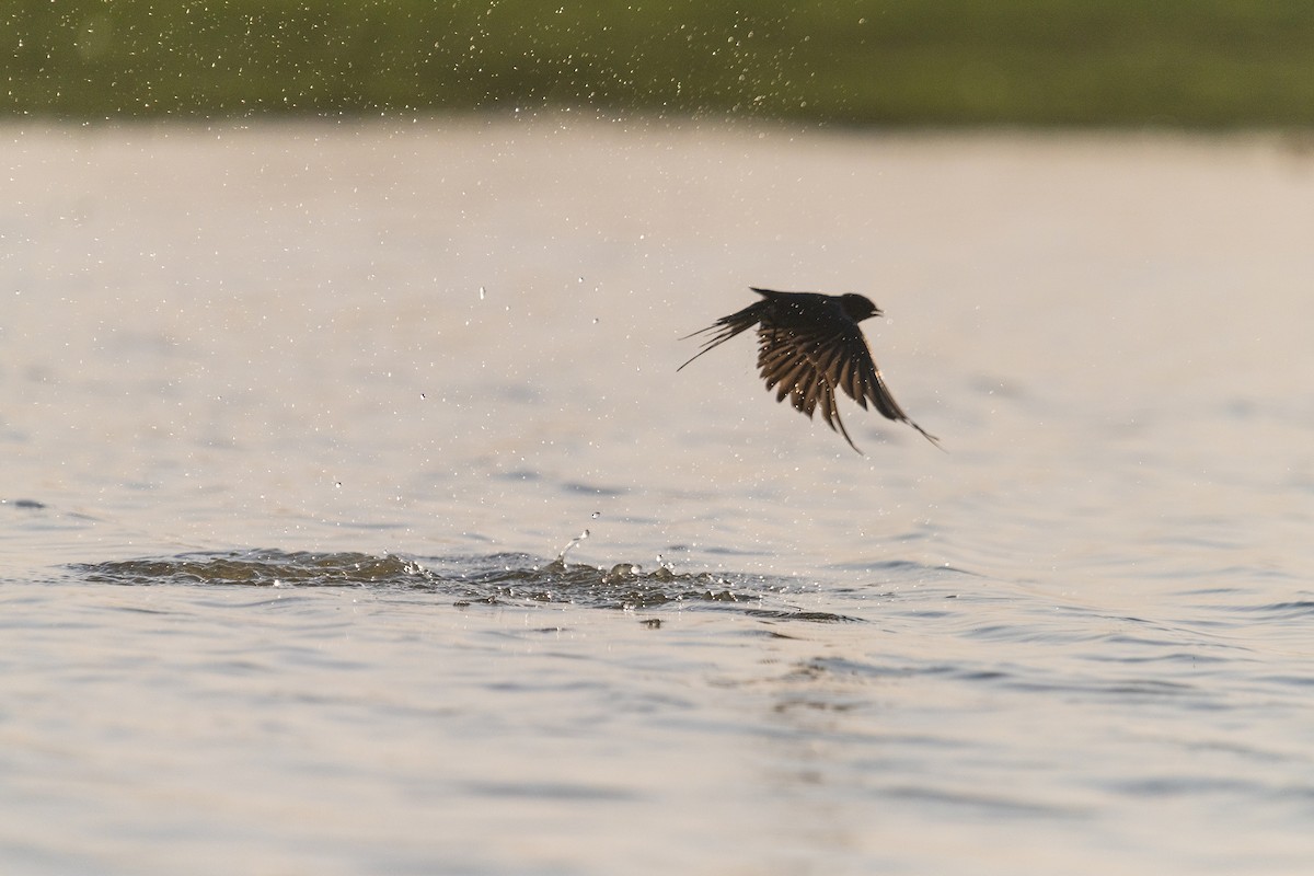 Barn Swallow - ML616228335