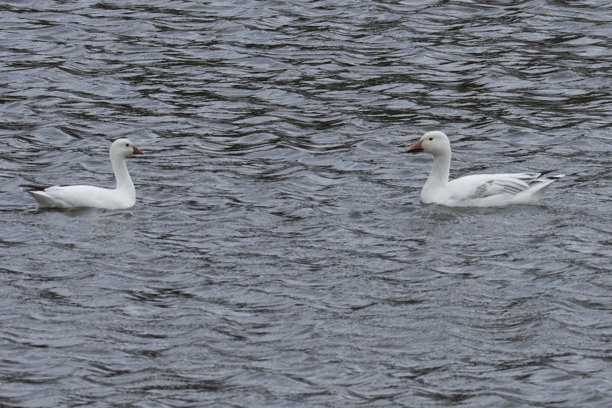 Ross's Goose - ML616228361