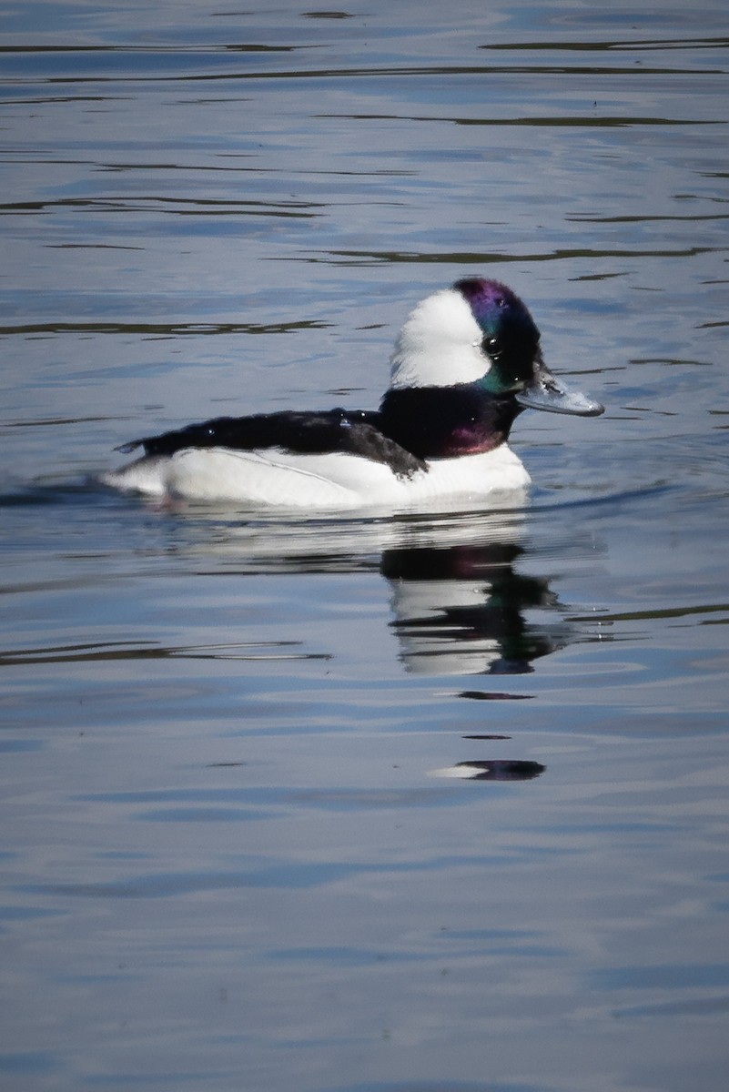 Bufflehead - ML616228364