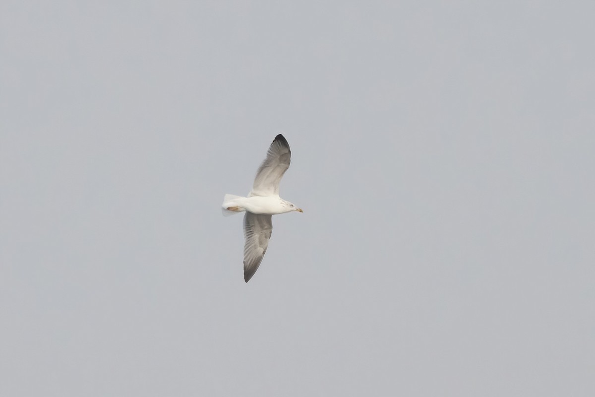 American Herring x Lesser Black-backed Gull (hybrid) - ML616228375