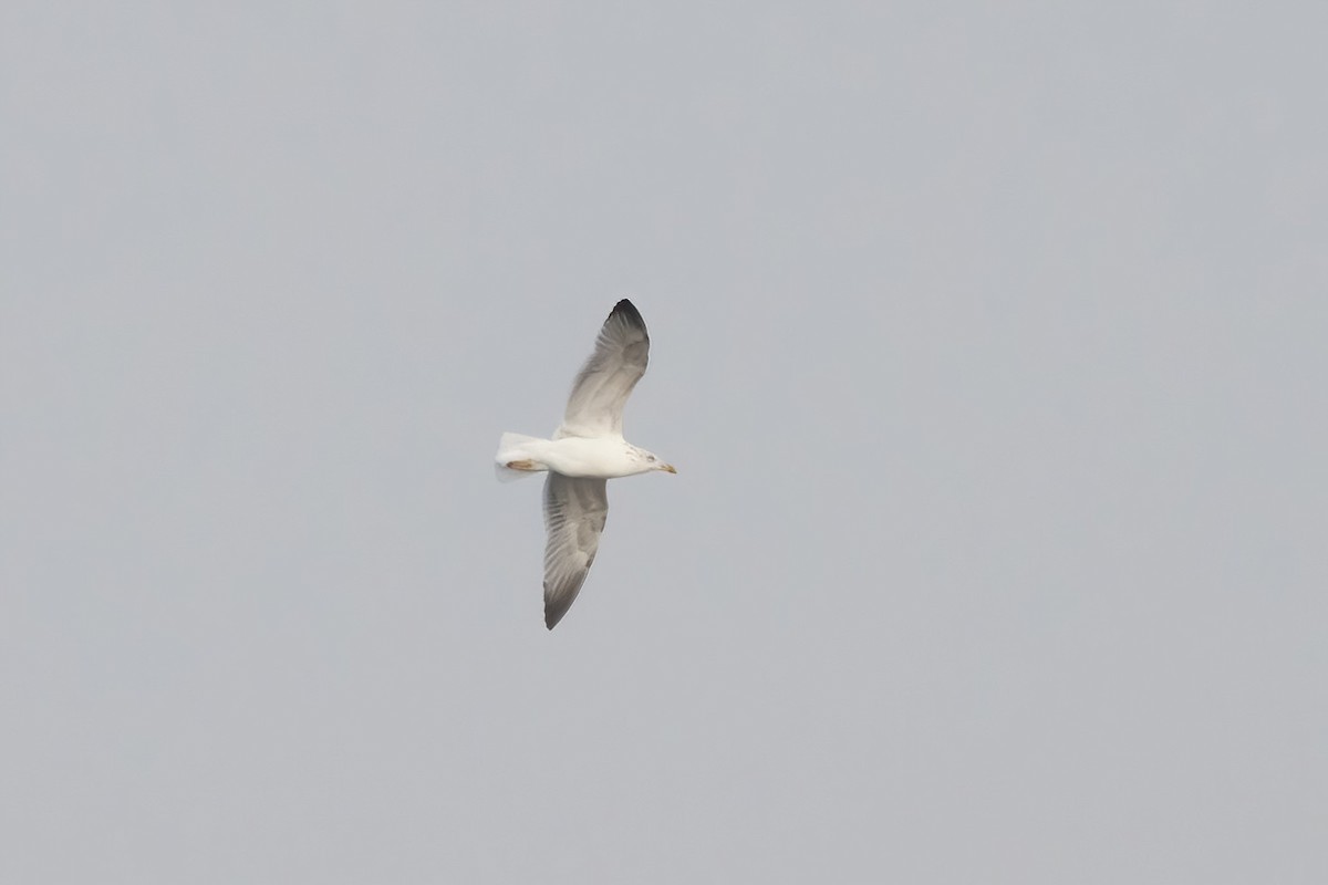 Herring x Lesser Black-backed Gull (hybrid) - ML616228375