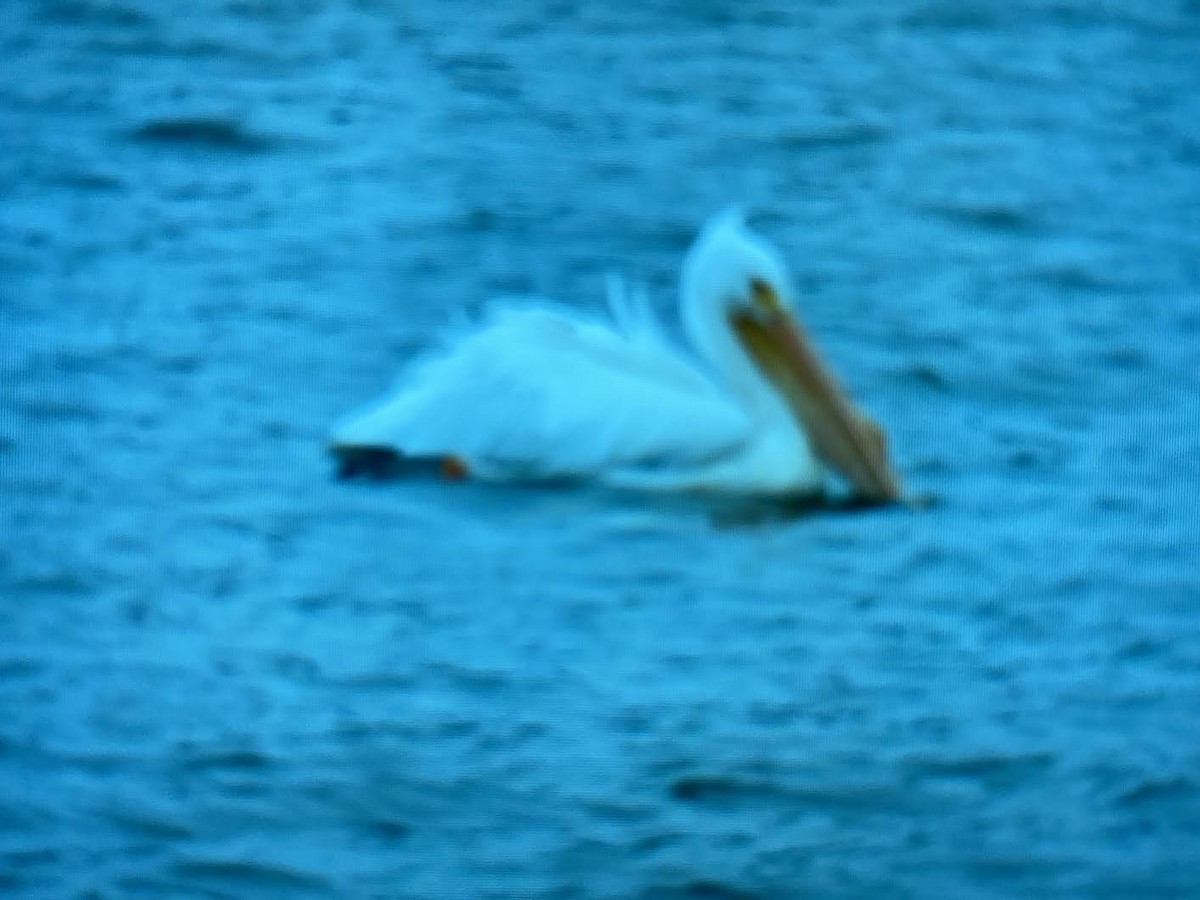 American White Pelican - Chris Lamb