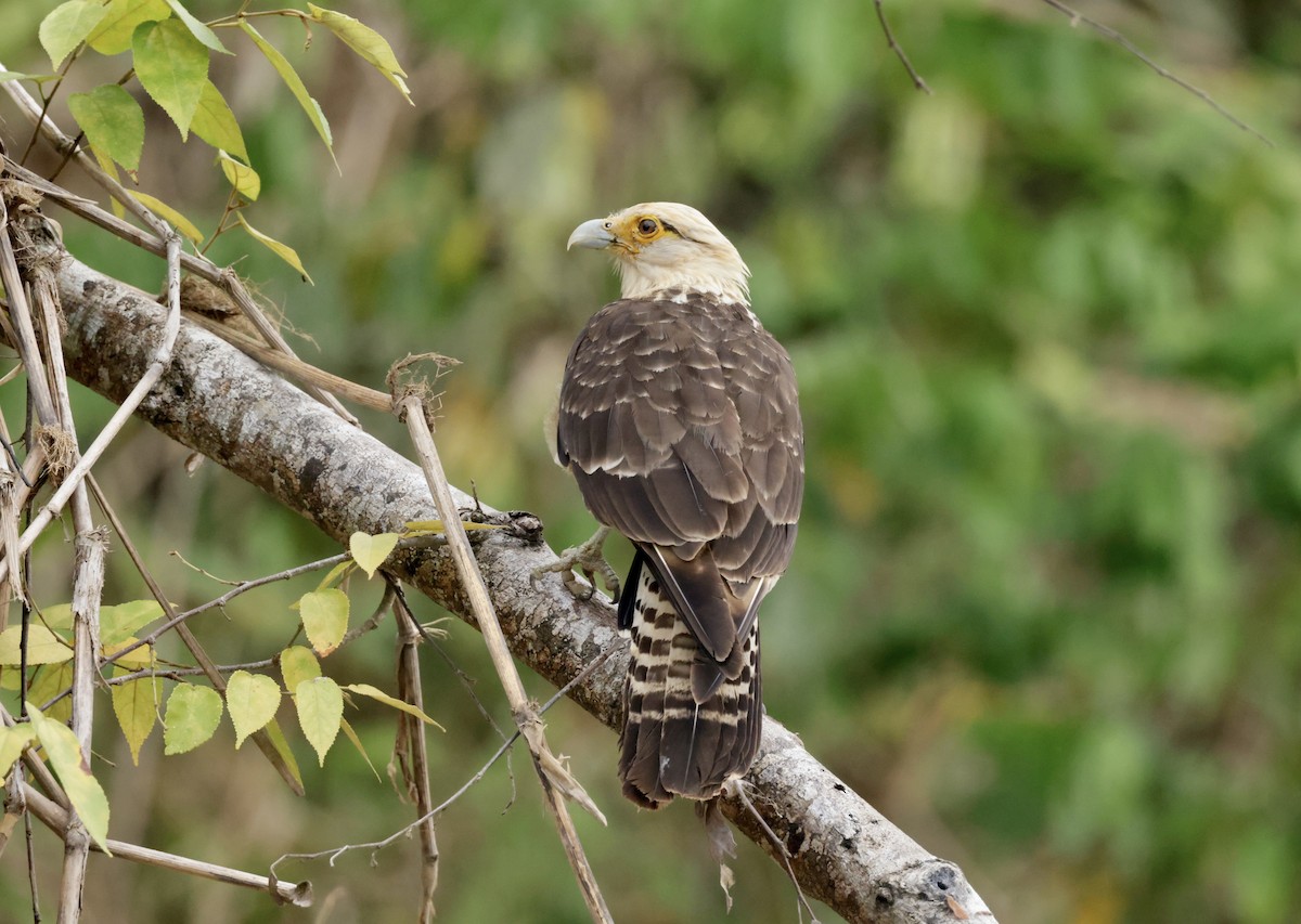 Yellow-headed Caracara - Ken Oeser