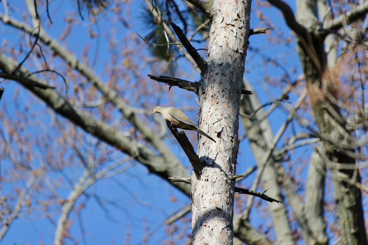 Mourning Dove - ML616228437