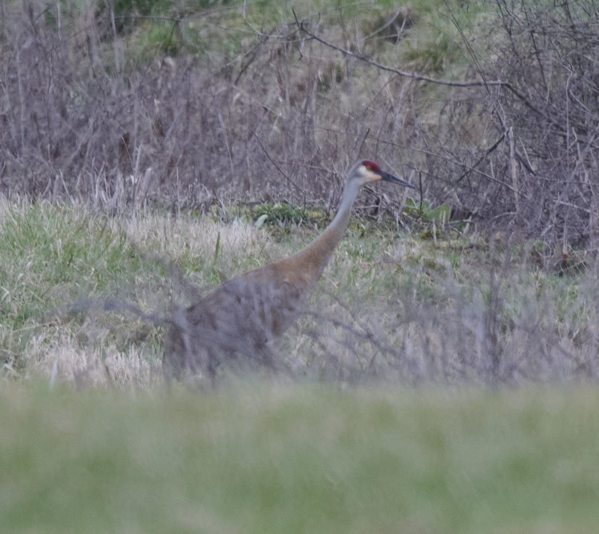 Sandhill Crane - Kraig Cawley