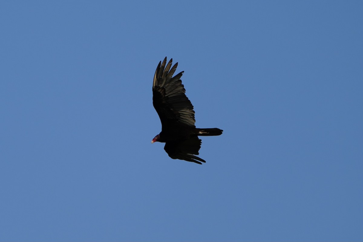 Turkey Vulture - ML616228494