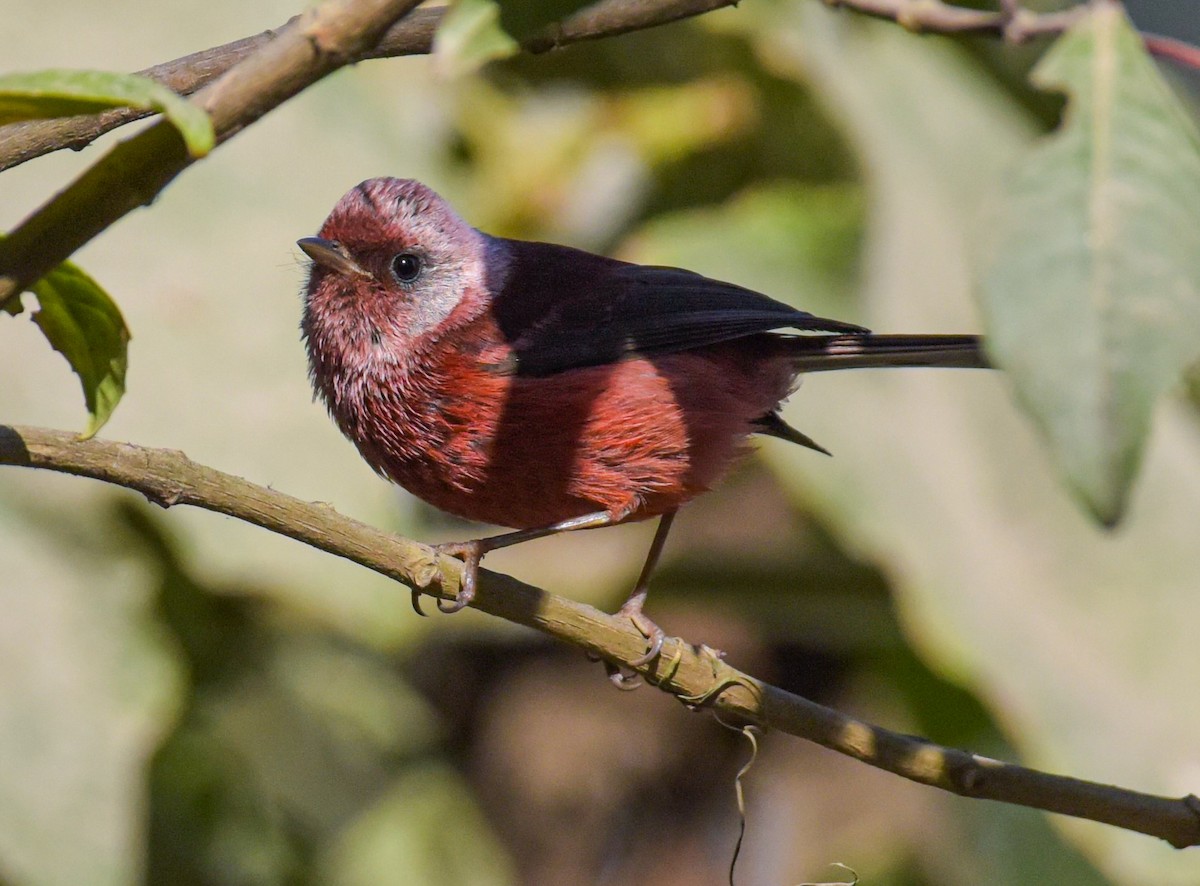 Pink-headed Warbler - ML616228498