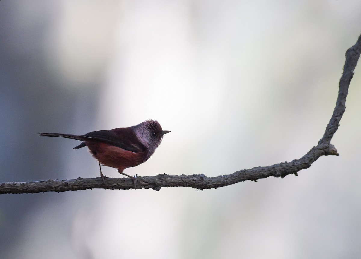 Pink-headed Warbler - ML616228500