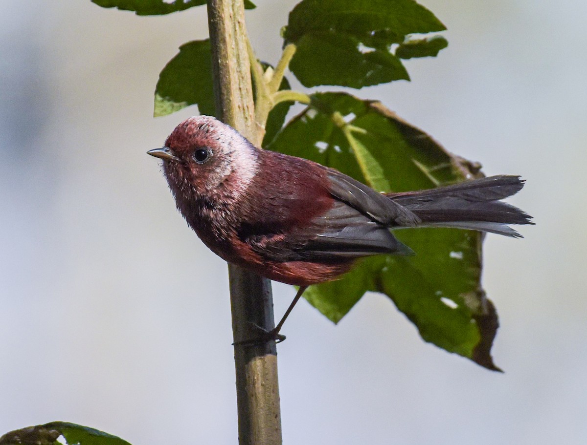 Pink-headed Warbler - ML616228501