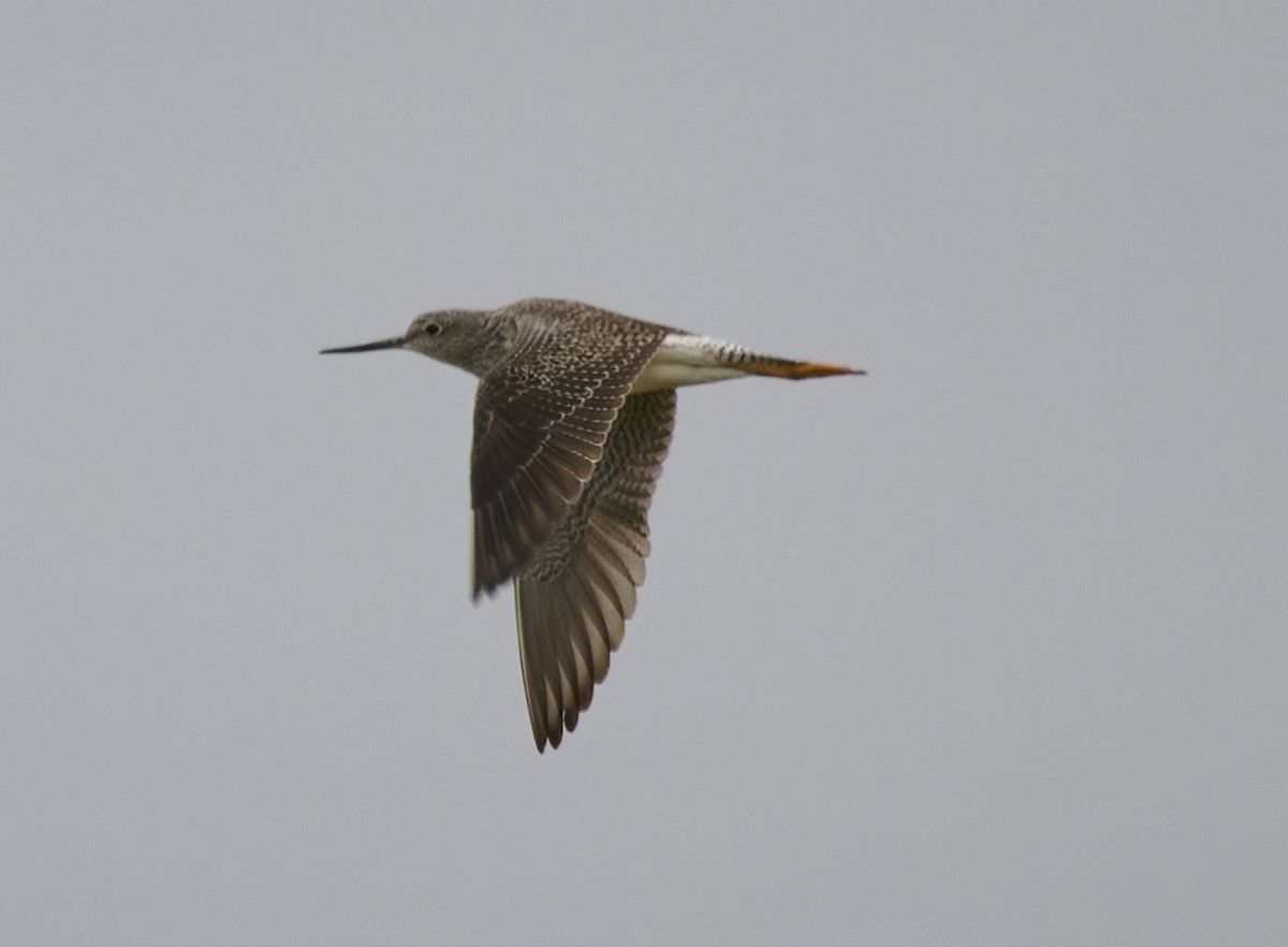 Greater Yellowlegs - Kraig Cawley