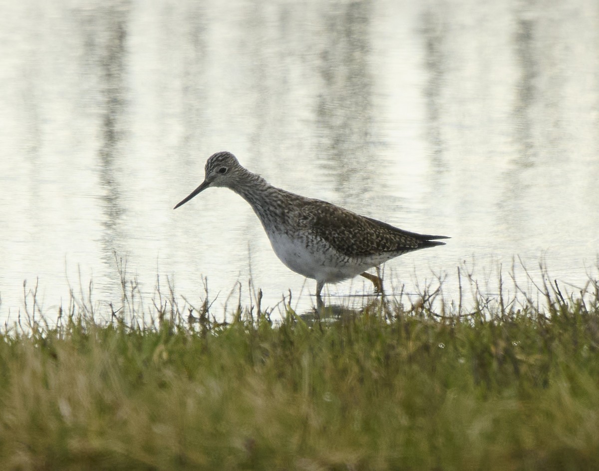 Greater Yellowlegs - Kraig Cawley