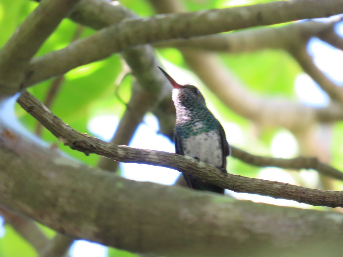 kolibřík modrobradý - ML616228537
