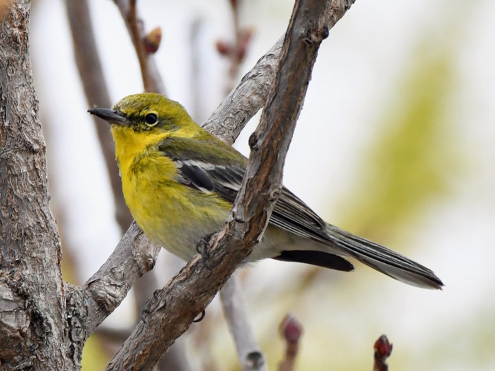 Pine Warbler - ML616228563