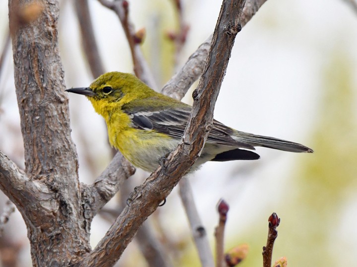 Pine Warbler - ML616228571