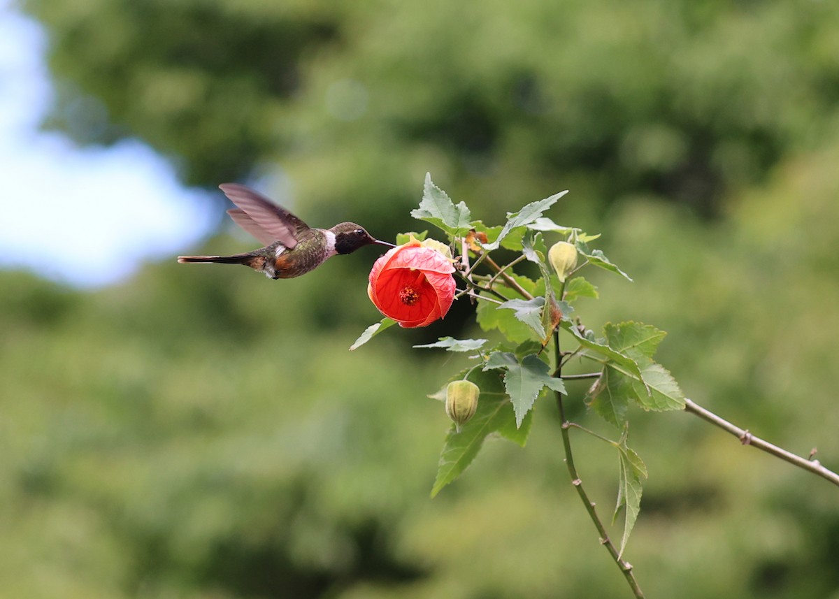 Violettkehl-Sternkolibri - ML616228574