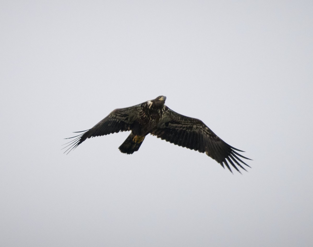 Bald Eagle - Kraig Cawley