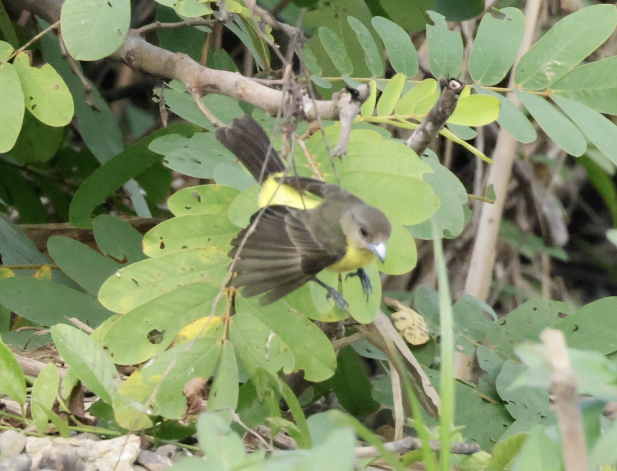 Flame-rumped Tanager - ML616228654