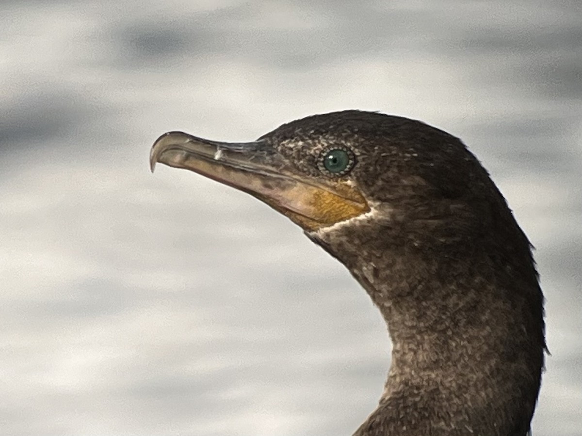 Neotropic Cormorant - ML616228685