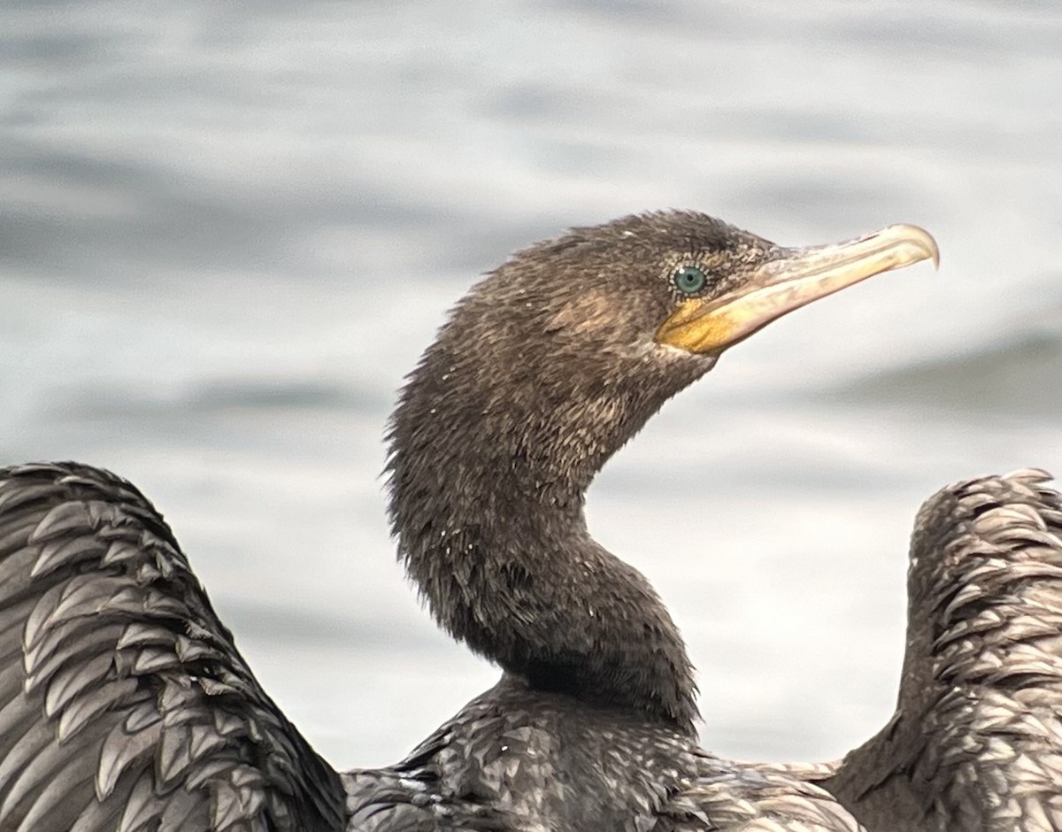 Neotropic Cormorant - ML616228688