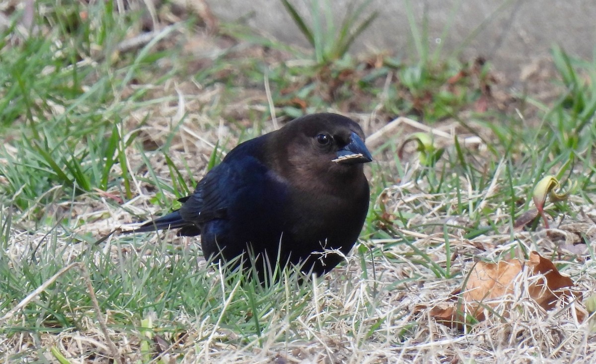 Brown-headed Cowbird - Cristina Hartshorn