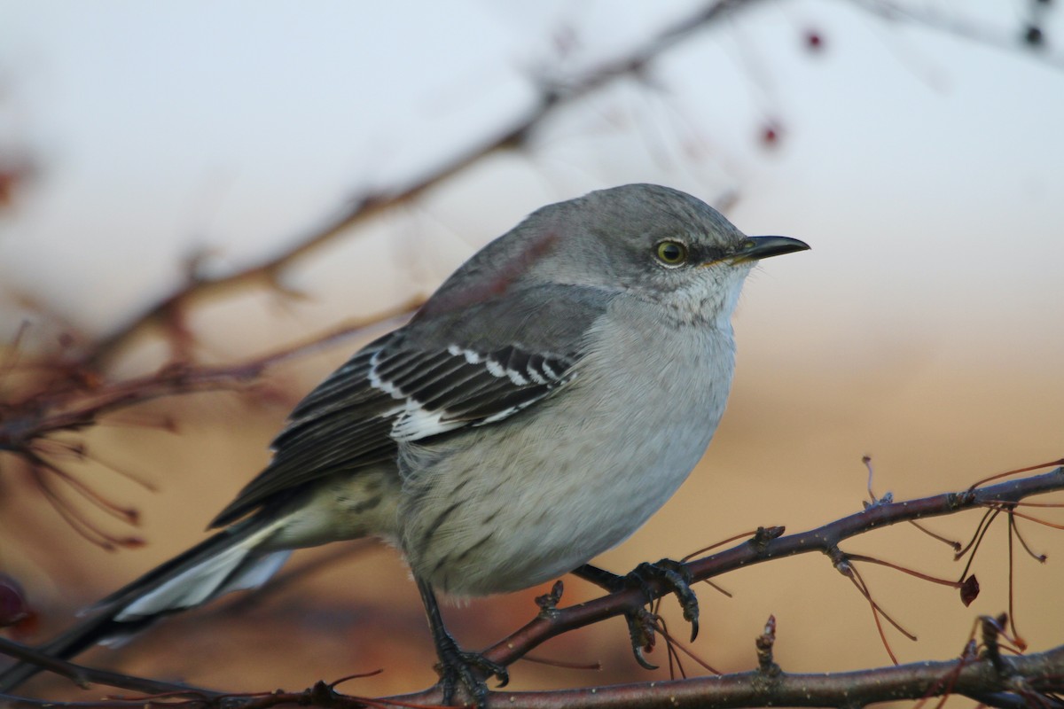 Northern Mockingbird - ML616228703