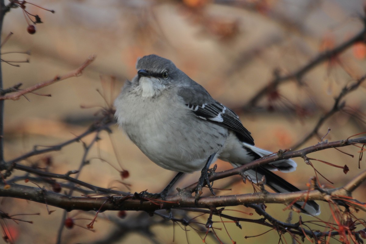 Northern Mockingbird - ML616228704