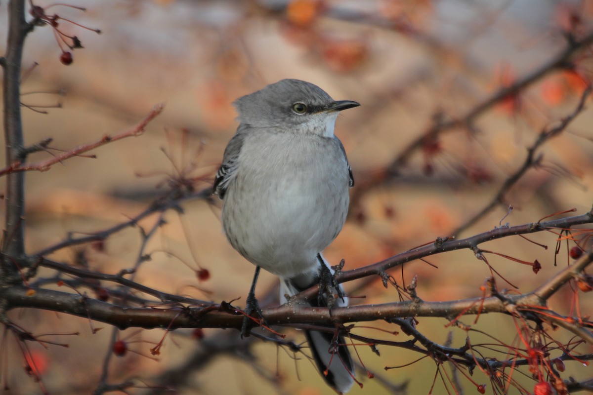 Northern Mockingbird - ML616228705