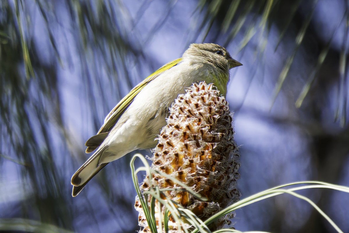 Lawrence's Goldfinch - ML616228709