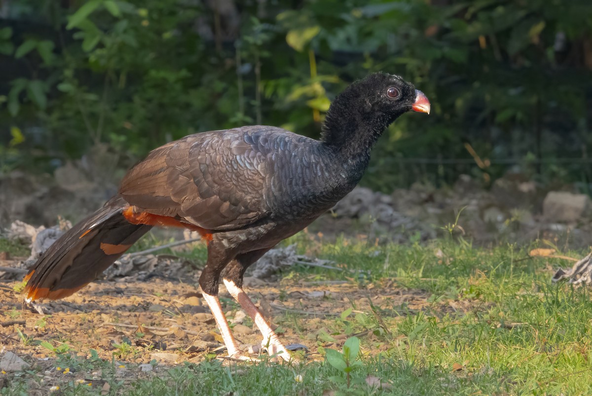 Crestless Curassow - ML616228715