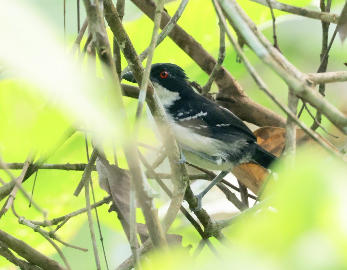 Great Antshrike - ML616228730