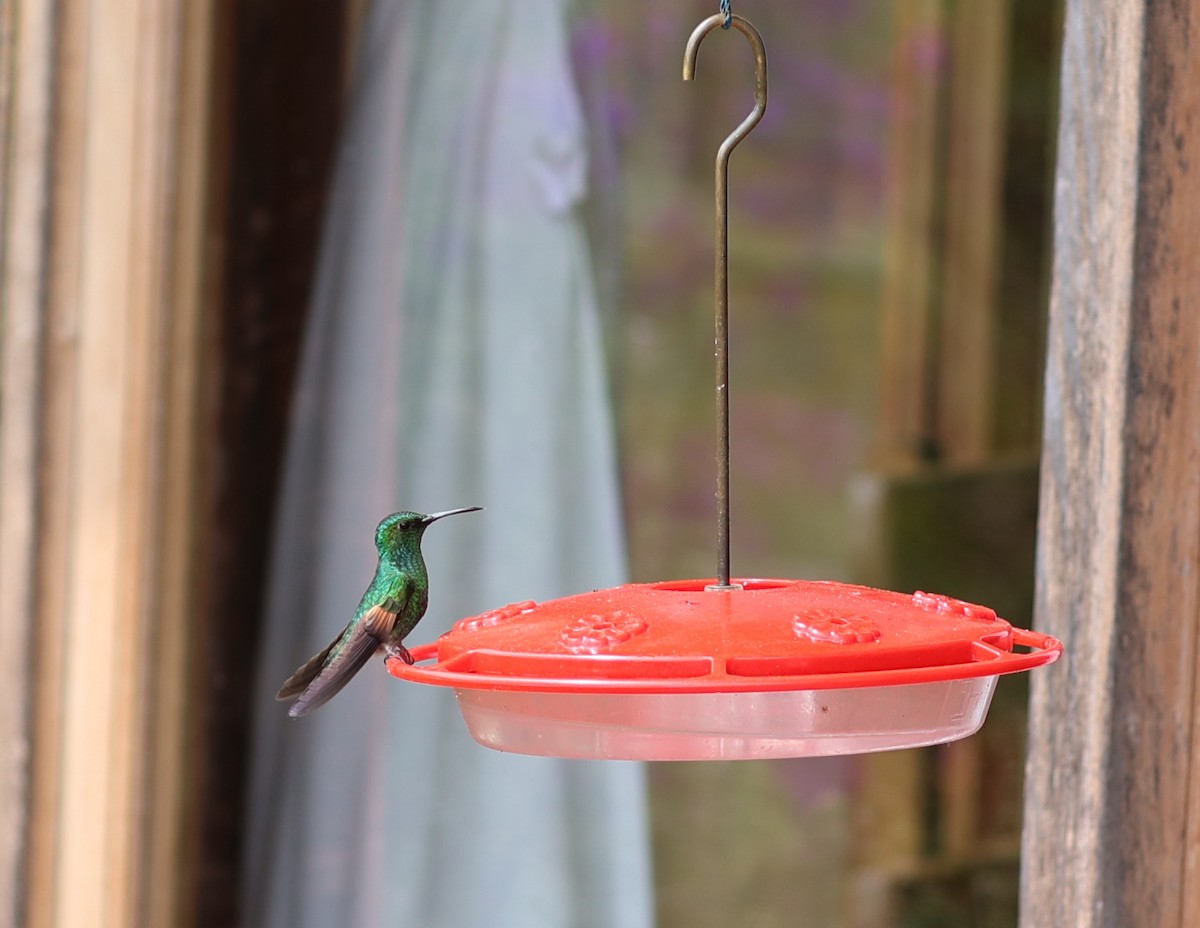 Stripe-tailed Hummingbird - ML616228735