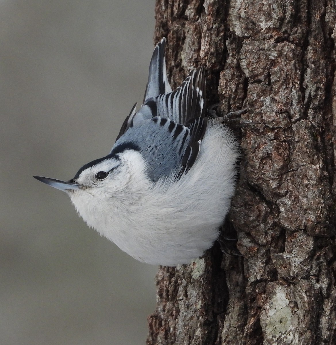 White-breasted Nuthatch - ML616228751