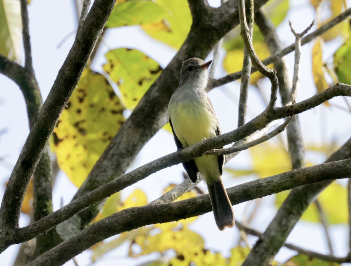 Panama Flycatcher - ML616228753