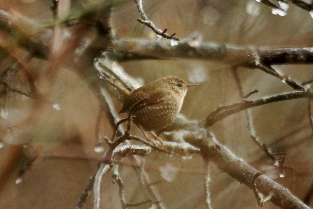 Winter Wren - ryan  doherty