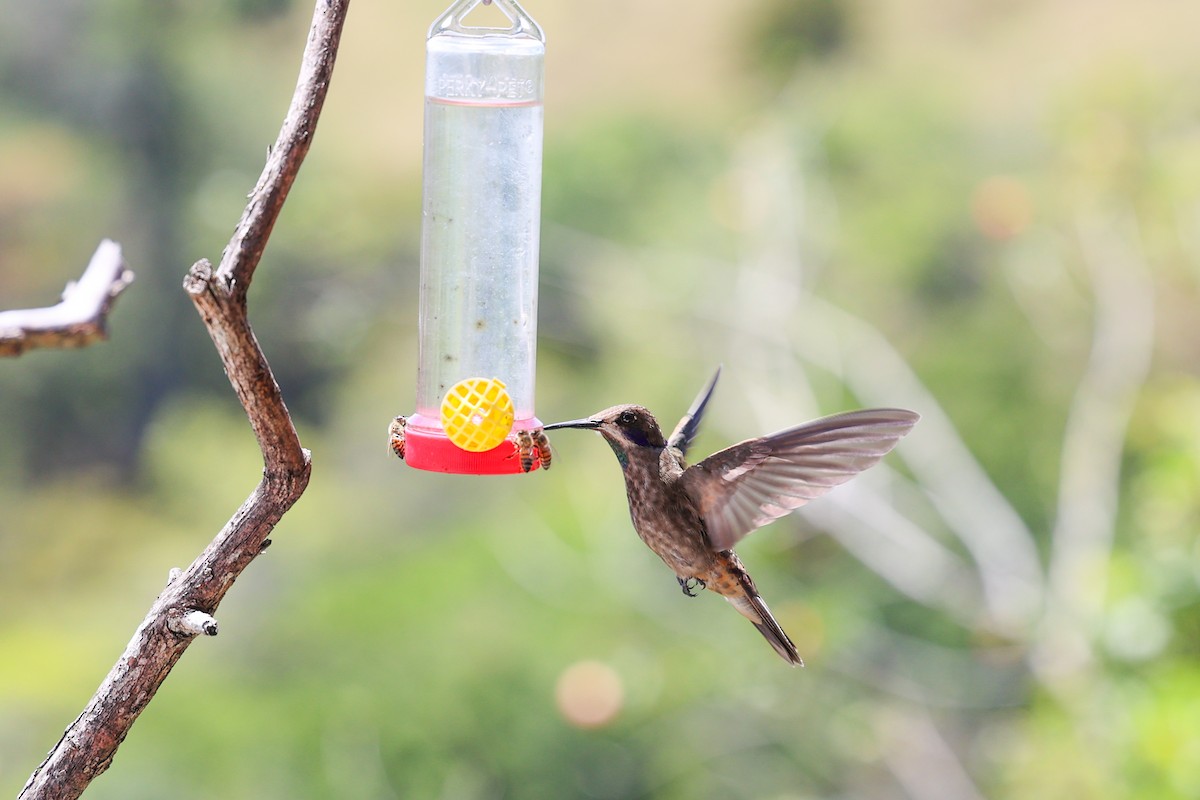 Brown Violetear - ML616228808