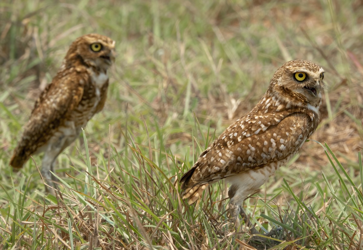 Burrowing Owl - ML616228820