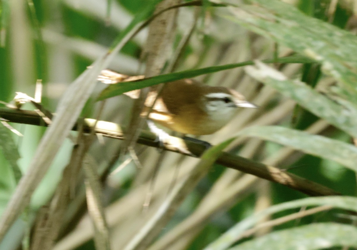 Buff-breasted Wren - ML616228824