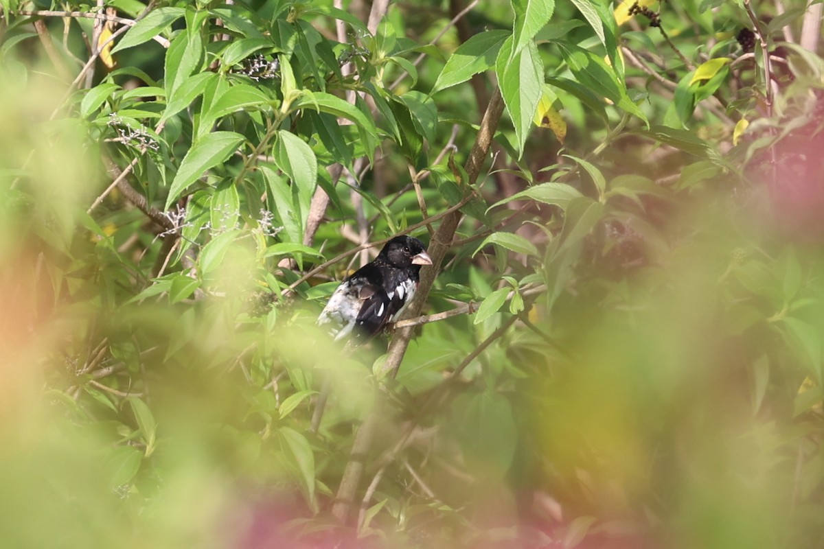 Rose-breasted Grosbeak - ML616228832