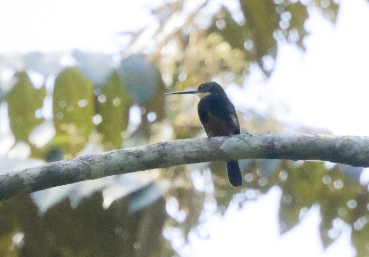 Jacamar sombre - ML616228833