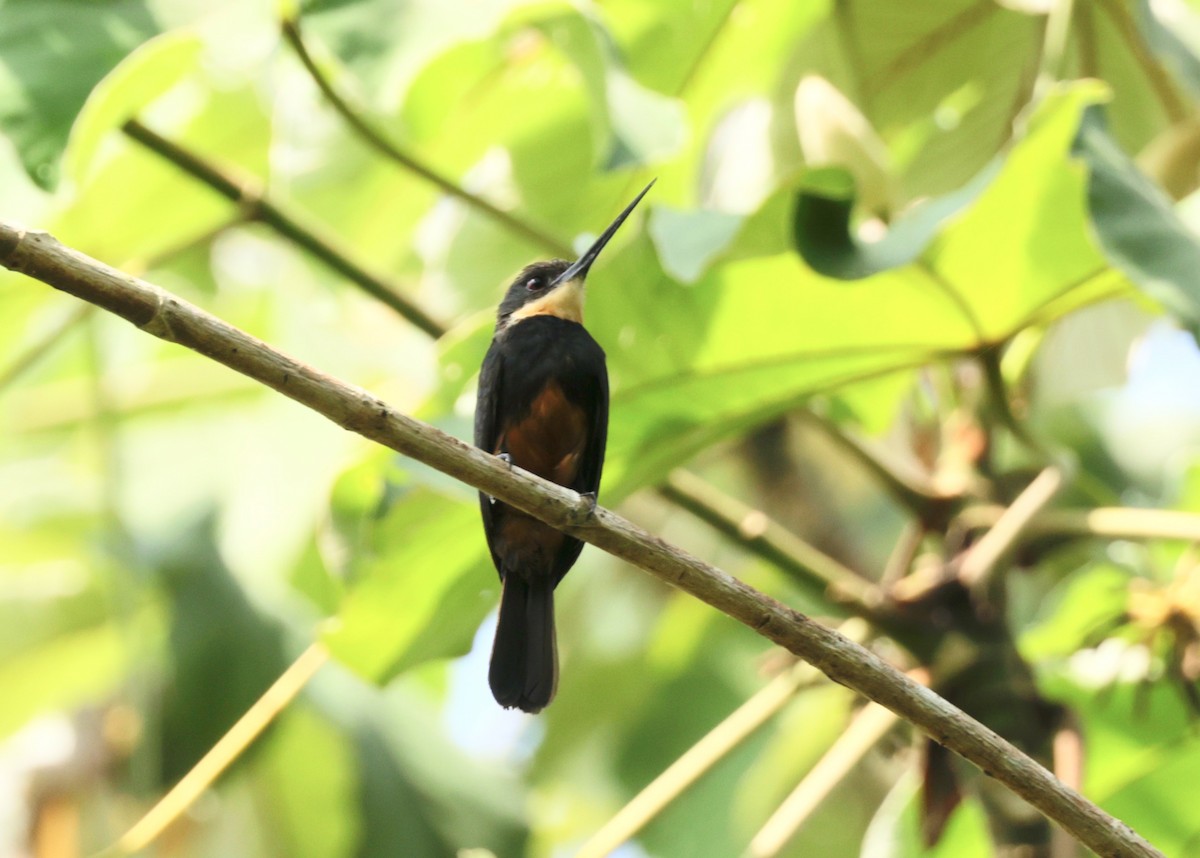 Dusky-backed Jacamar - ML616228841