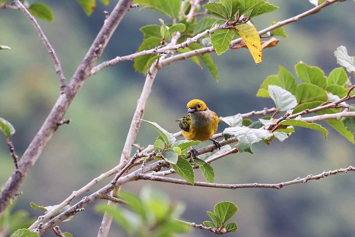 Silver-throated Tanager - ML616228842