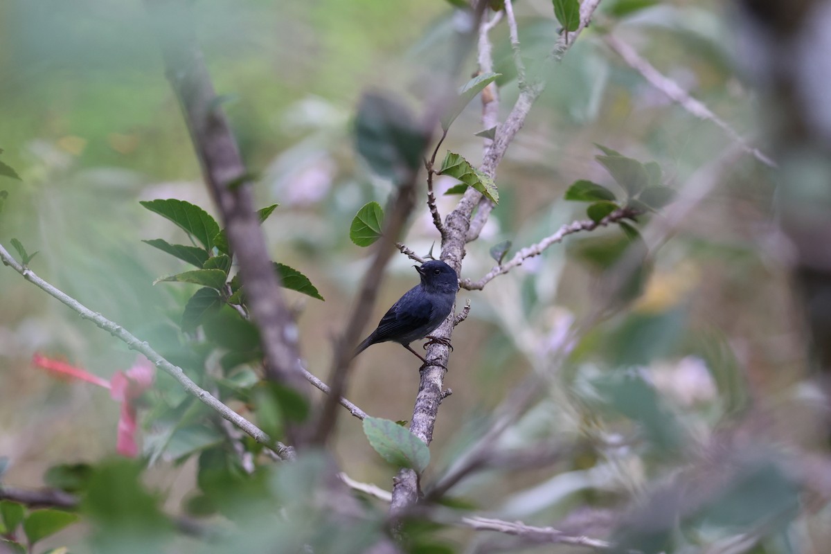 Slaty Flowerpiercer - ML616228848