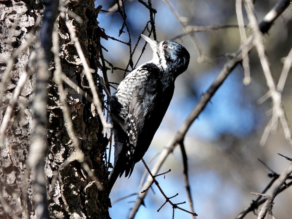 Black-backed Woodpecker - ML616228852