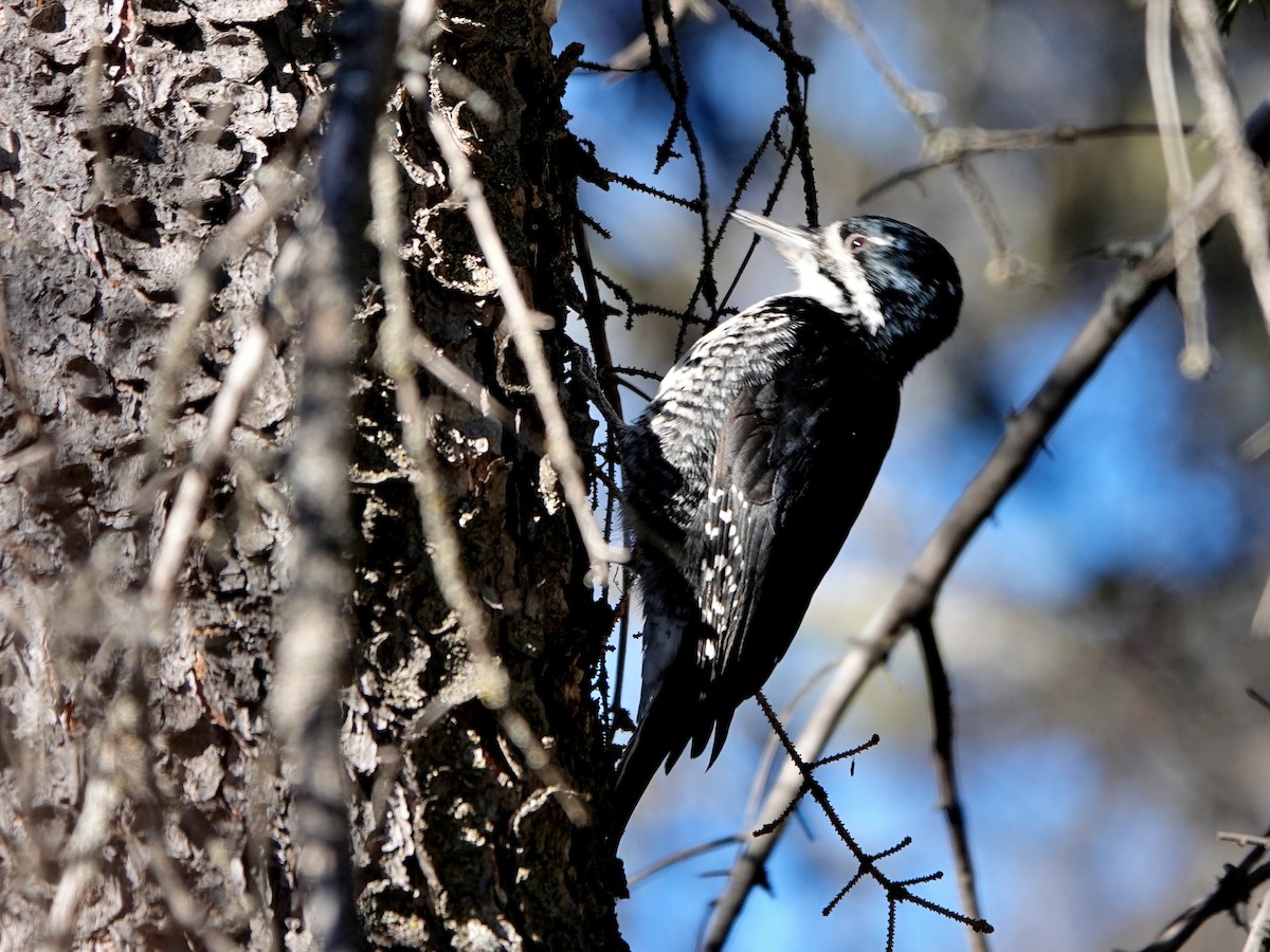 Black-backed Woodpecker - ML616228853